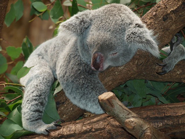 Datei:Koala-bear-9960 640.jpg