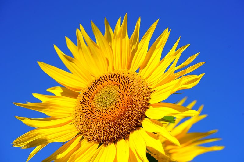 Datei:Sonnenblume Blütenkopf.jpg