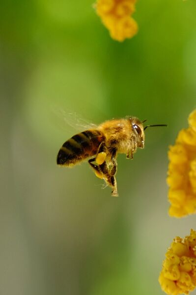 Datei:Biene im Flug.jpg