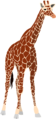 Giraffe-clipart-md.png