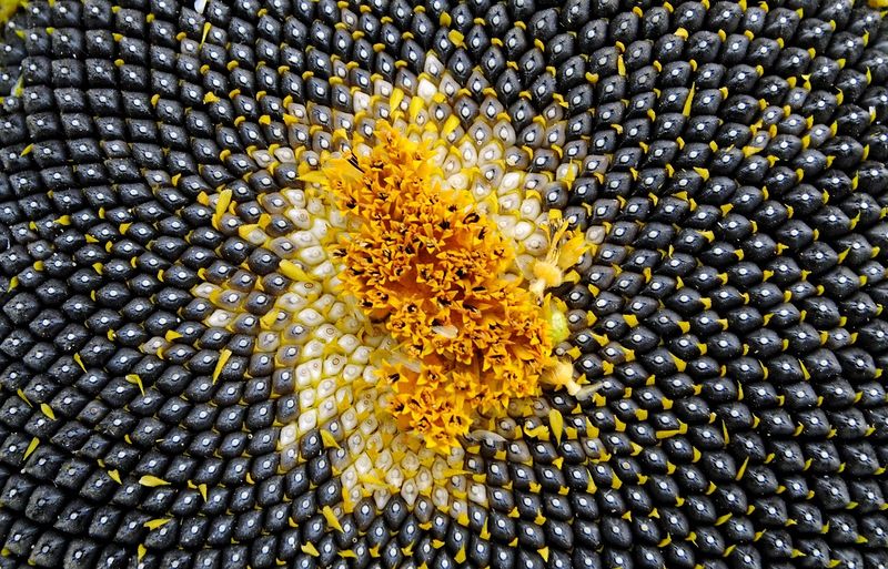 Datei:Sonnenblume mit schwarz. Kerne.jpg