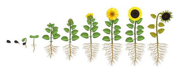 Lebenszyklus Sonnenblume.jpg
