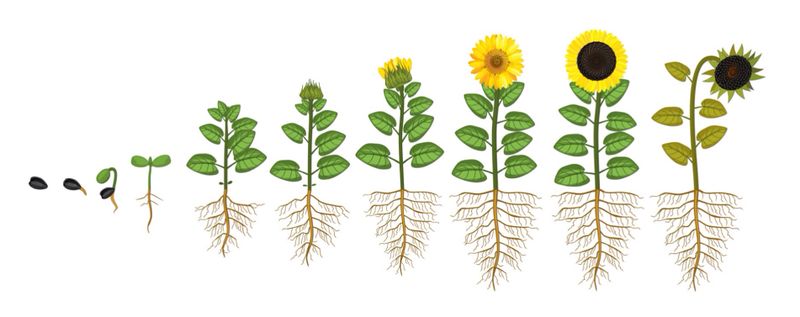Datei:Lebenszyklus Sonnenblume.jpg