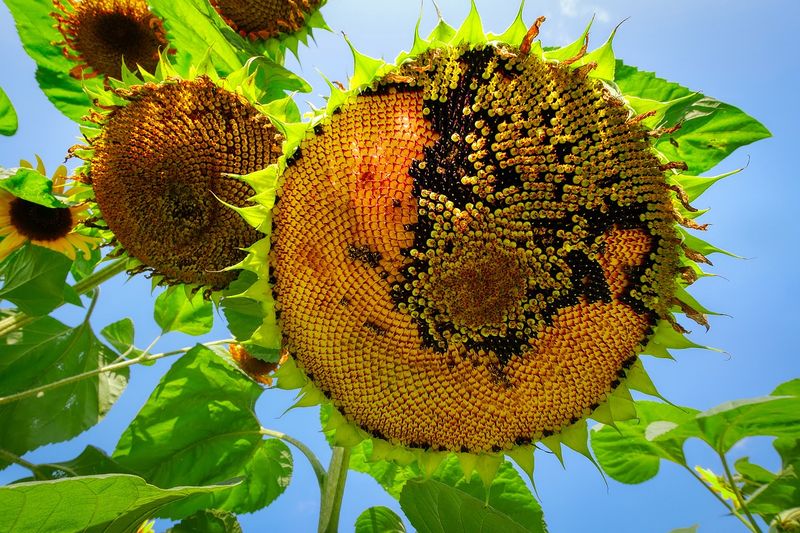Datei:Sonneblume mit Blütenkorb mit Blüten.jpg