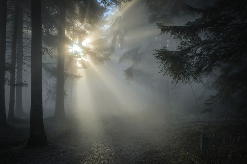 Datei:Sonnenstrahlen Nebel Wald.jpg