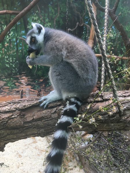 Datei:Katta Lemur.jpg