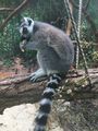 Katta Lemur.jpg