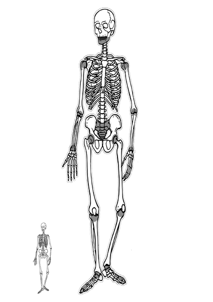 Datei:Grafik - Skelett komplett.xcf