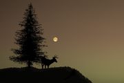 Ein Hirsch steht neben einem Baum im Licht des Vollmonds.