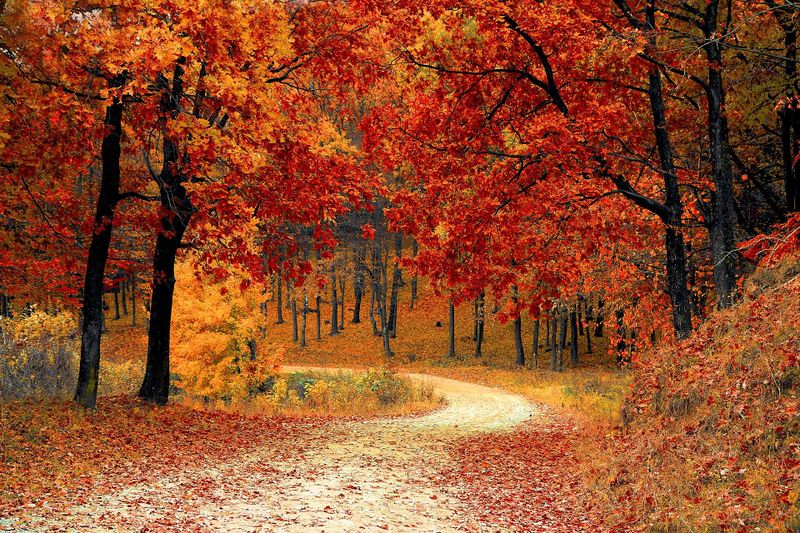 Datei:Herbst Weg im Wald.jpg